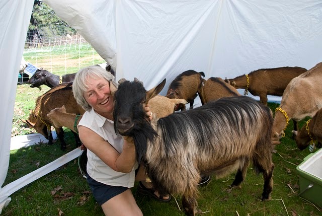 Goat Shelter Moveable