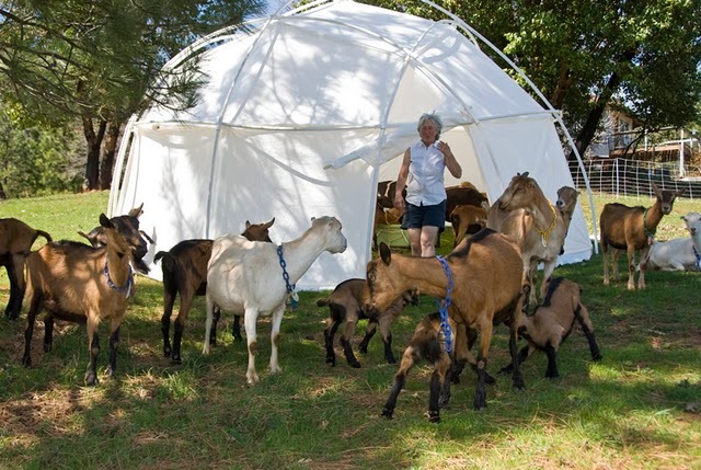 Goat Tent Dome Shelter