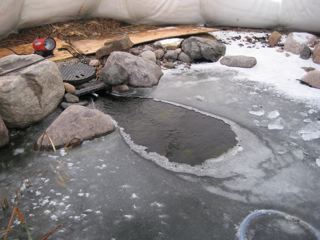 Pond Cover3